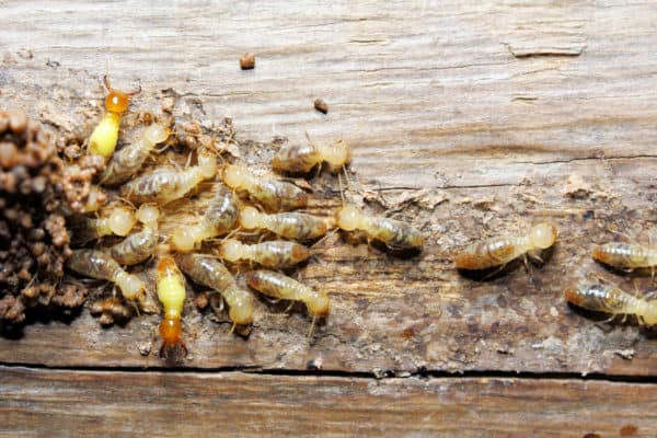 Termite Inspection